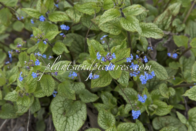 Brunnera macrophylla ‘Alexander’s Great’