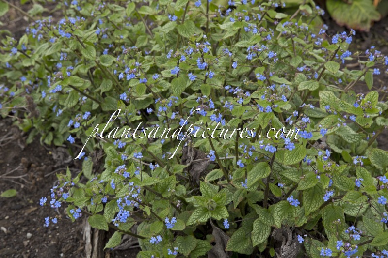 Brunnera macrophylla ‘Alexander’s Great’