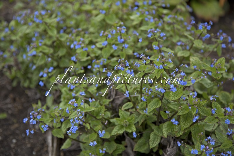 Brunnera macrophylla ‘Alexander’s Great’