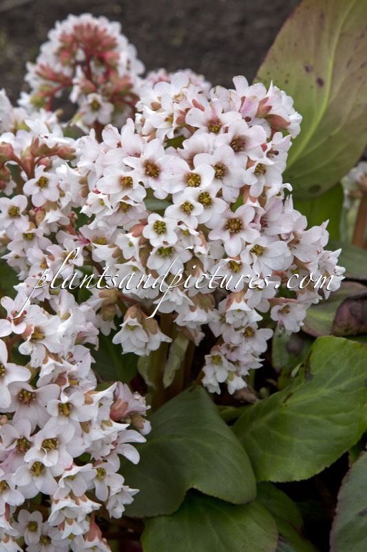 Bergenia ‘Bressingham White’