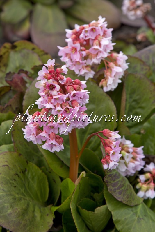 Bergenia ‘Baby Doll’