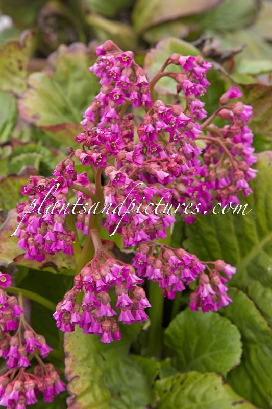 Bergenia ‘Borodin’