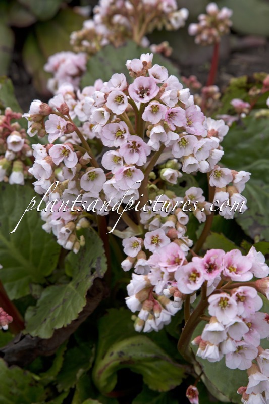 Bergenia ‘Nebellicht’
