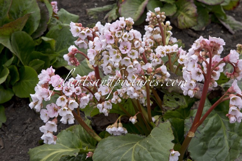 Bergenia ‘Nebellicht’