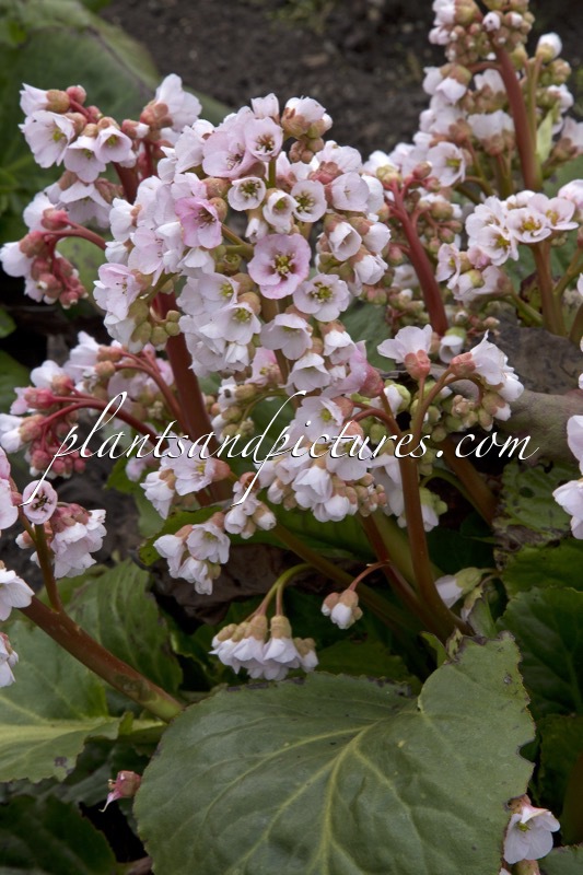 Bergenia ‘Nebellicht’
