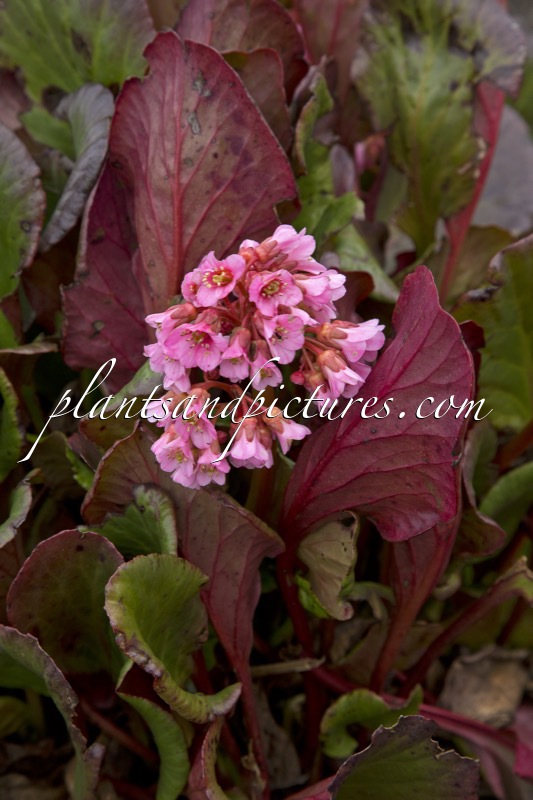 Bergenia ‘Eden’s Magic Giant’