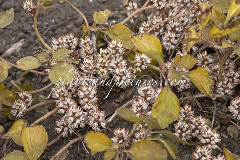 Pachysandra procumbens