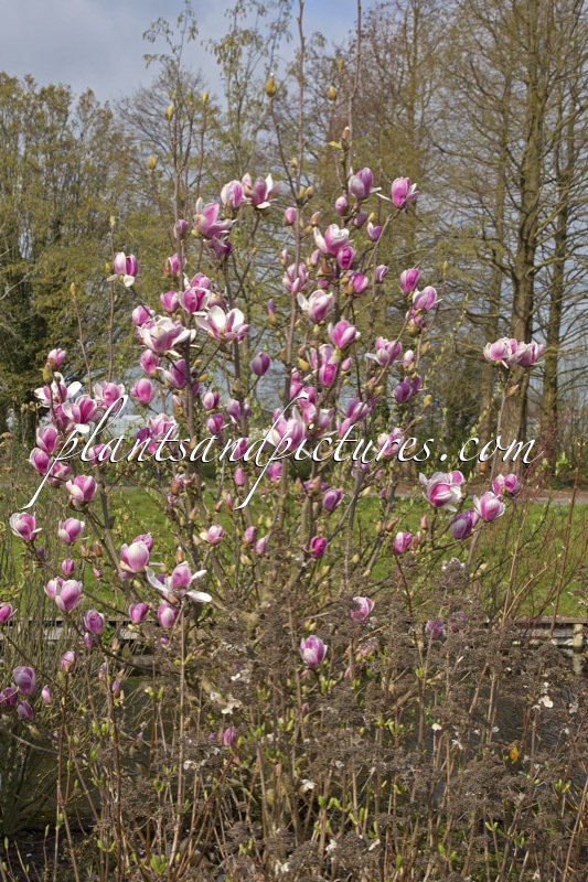 Magnolia soulangeana ‘Satisfaction’