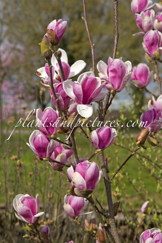 Magnolia soulangeana ‘Satisfaction’