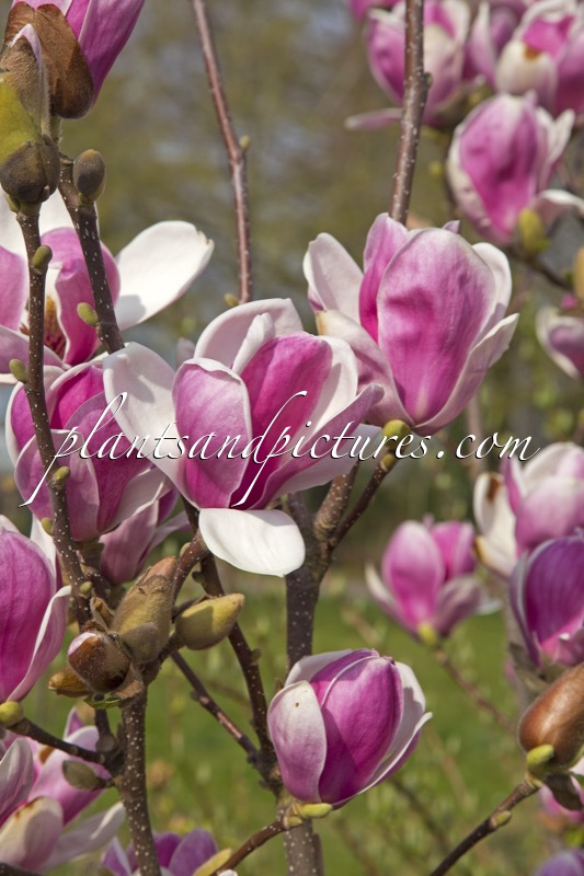Magnolia soulangeana ‘Satisfaction’