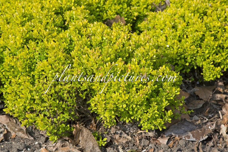 Berberis thunbergii ‘Tiny Gold’