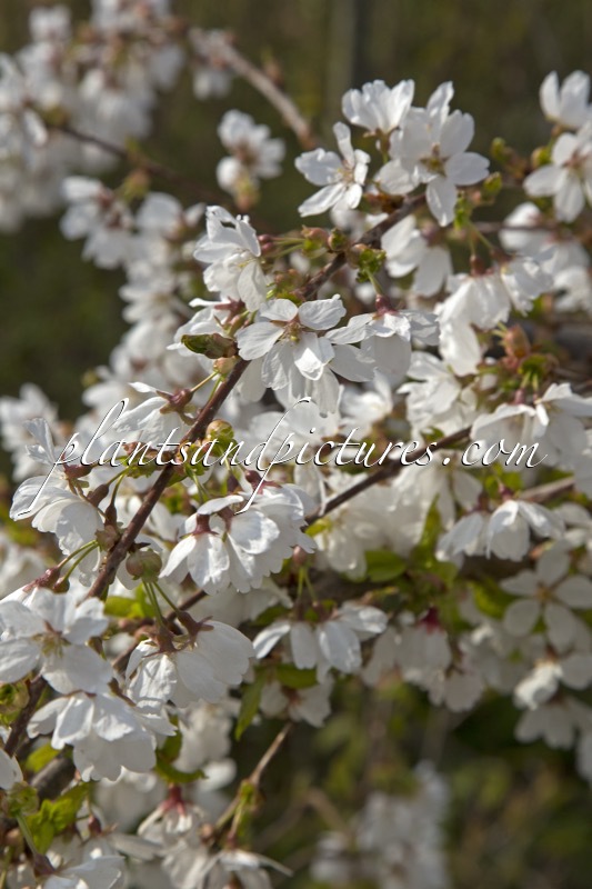 Prunus incisa ‘Fpmspl’ (FRILLY FROCK)