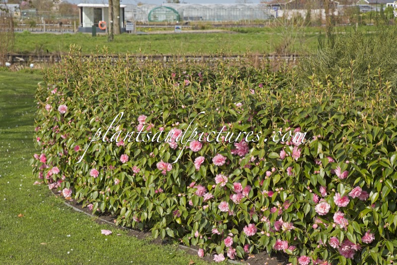 Camellia ‘Spring Festival’