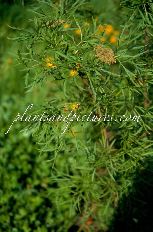 Sambucus nigra ‘Greyhound’