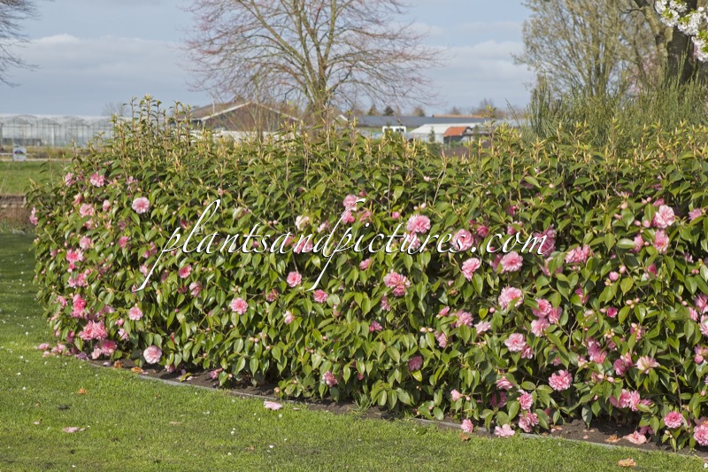 Camellia ‘Spring Festival’