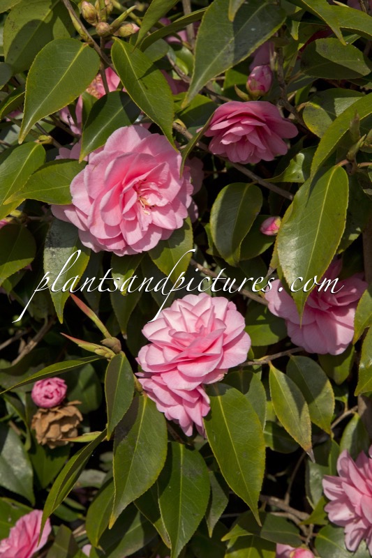 Camellia ‘Spring Festival’
