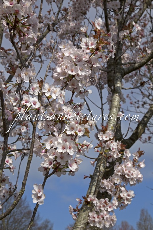 Prunus avium ‘Landscape Bloom’
