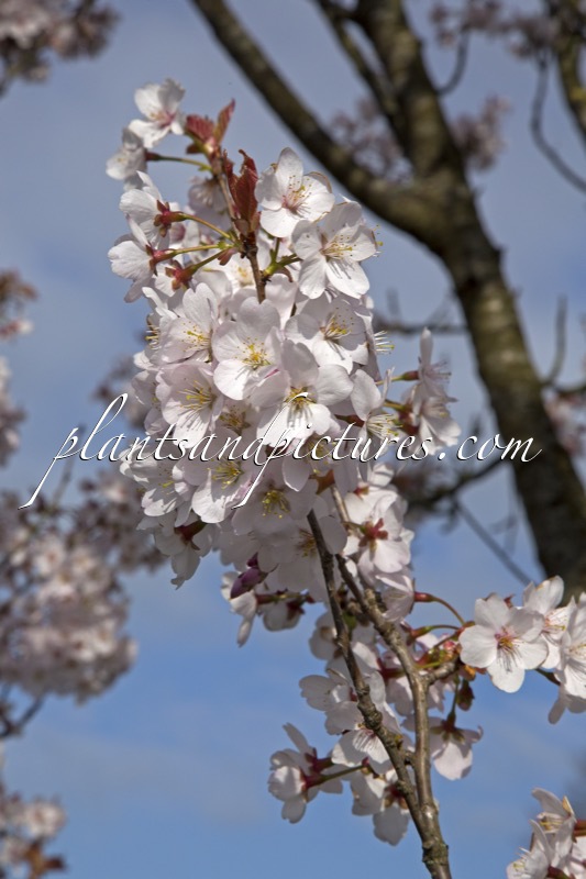 Prunus avium ‘Landscape Bloom’