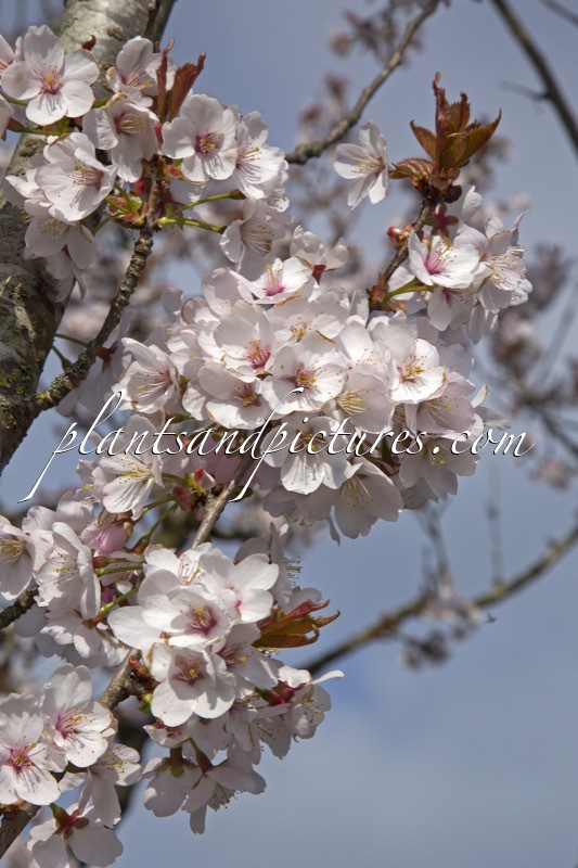 Prunus avium ‘Landscape Bloom’