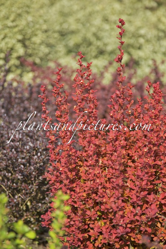 Berberis thunbergii ‘Orange Rocket’