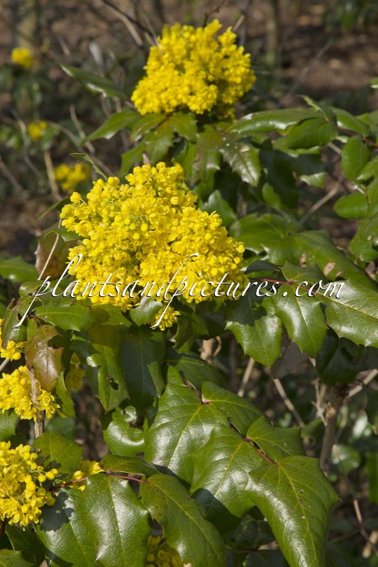 Mahonia aquifolium ‘Smaragd’