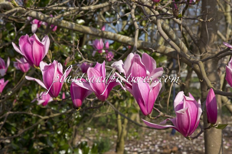 Magnolia ‘Spectrum’