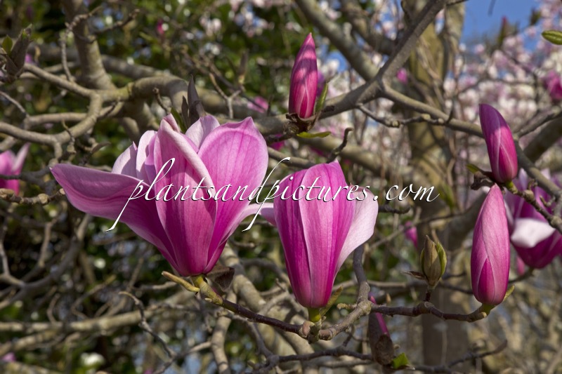 Magnolia ‘Spectrum’