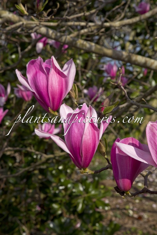 Magnolia ‘Spectrum’