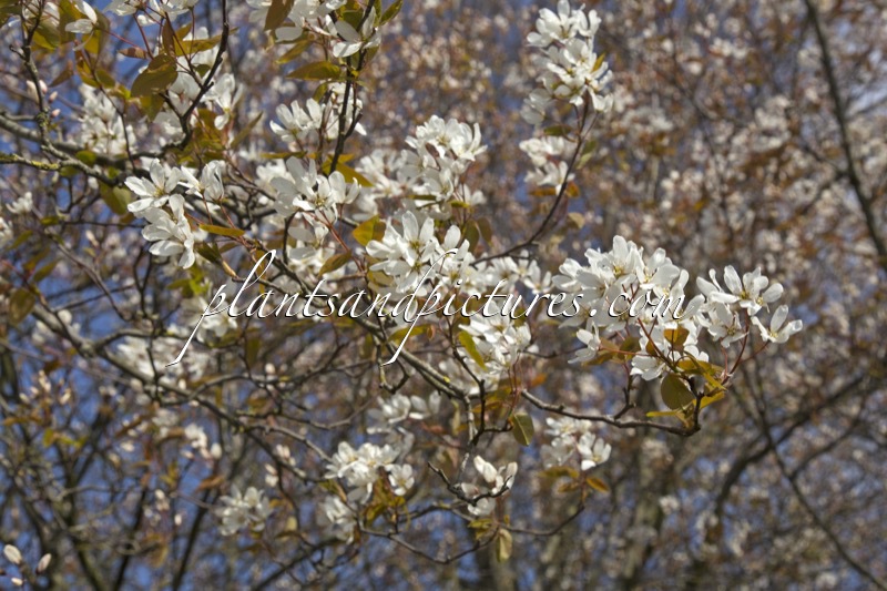 Amelanchier laevis ‘Snowflakes’