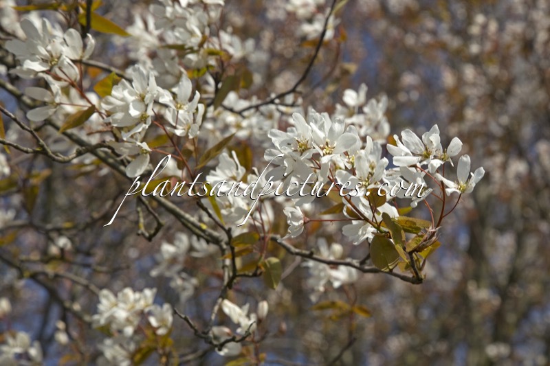 Amelanchier laevis ‘Snowflakes’