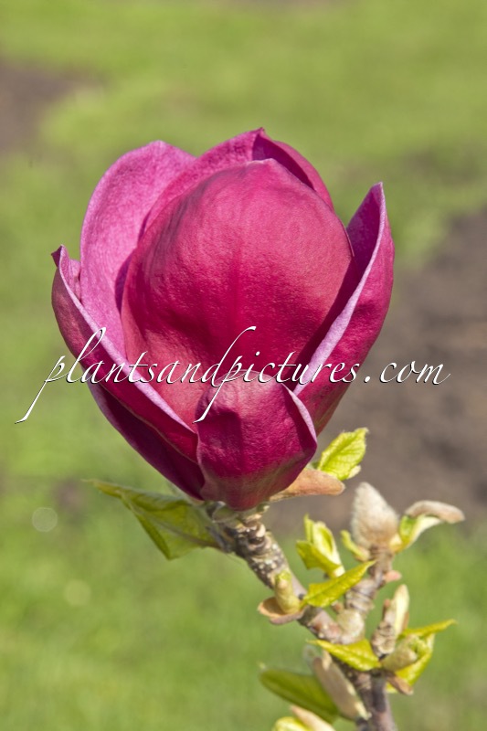 Magnolia ‘Genie’