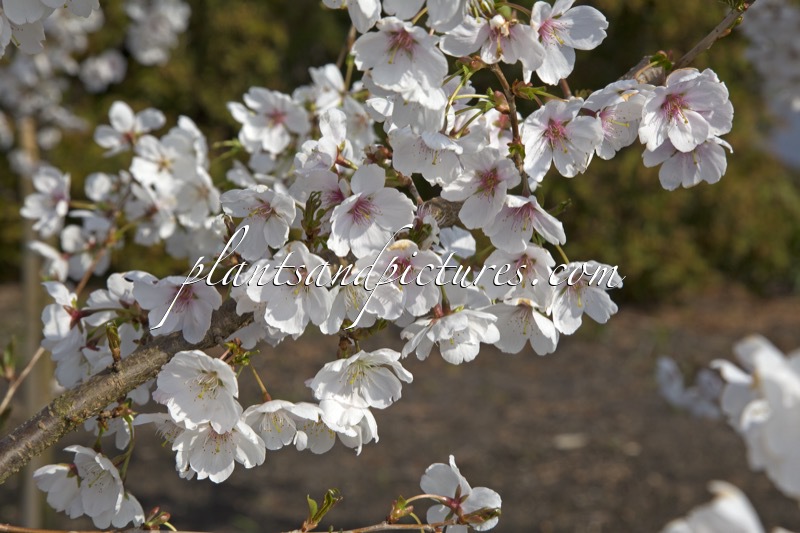 Prunus ‘Mieke’ (ROYAL FLAME)