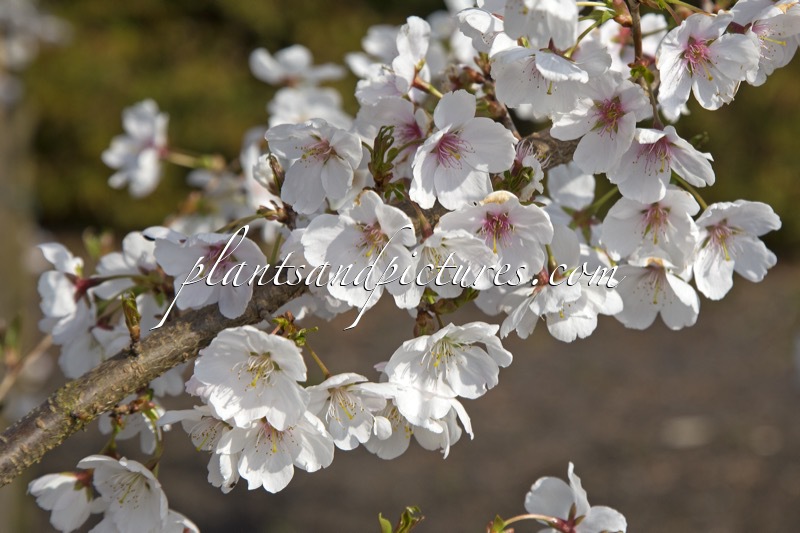 Prunus ‘Mieke’ (ROYAL FLAME)