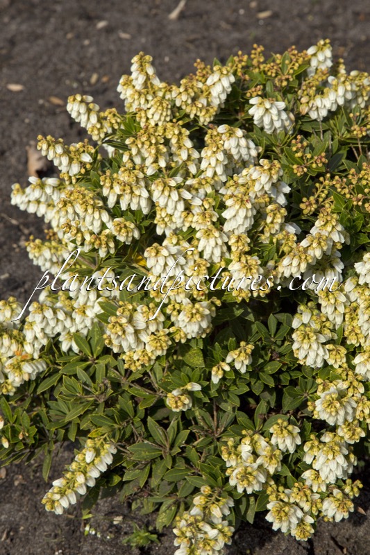Pieris japonica ‘JWW6’ (VIKING)