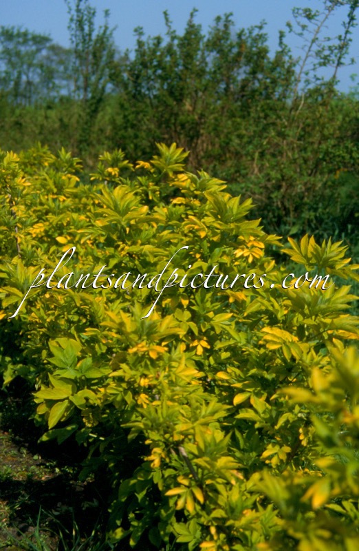 Sambucus nigra ‘El Dorado’
