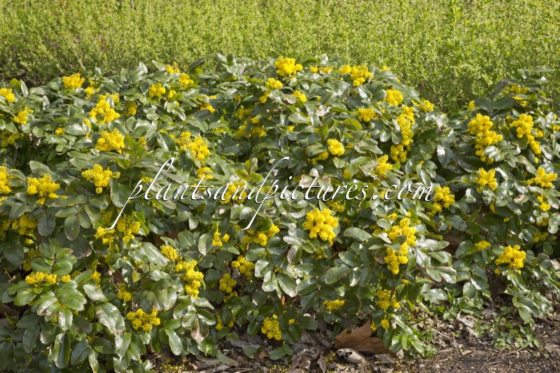 Mahonia ‘Bokrarond’ (ROTONDE)