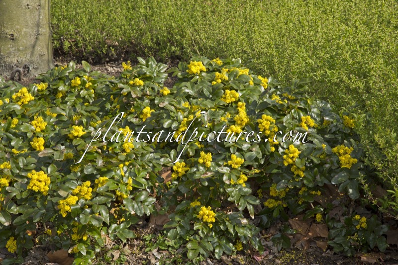 Mahonia ‘Bokrarond’ (ROTONDE)