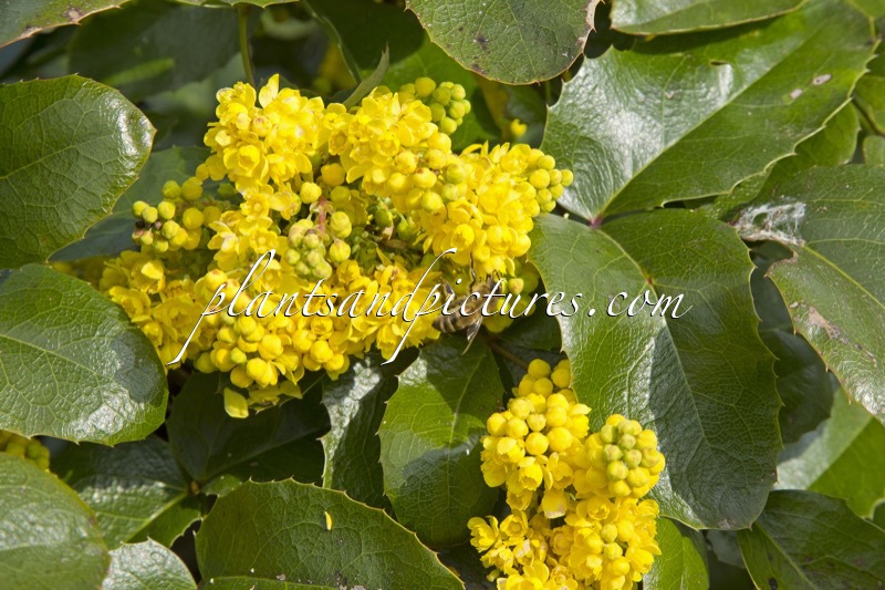 Mahonia ‘Bokrarond’ (ROTONDE)