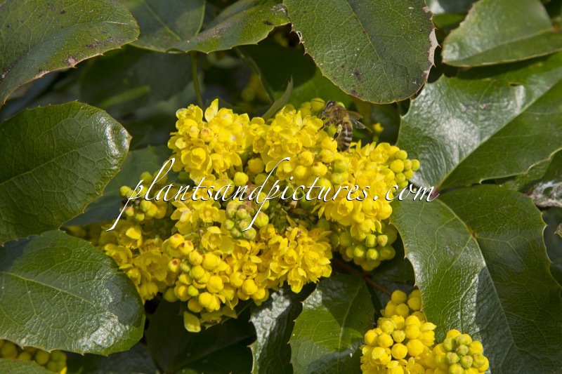 Mahonia ‘Bokrarond’ (ROTONDE)