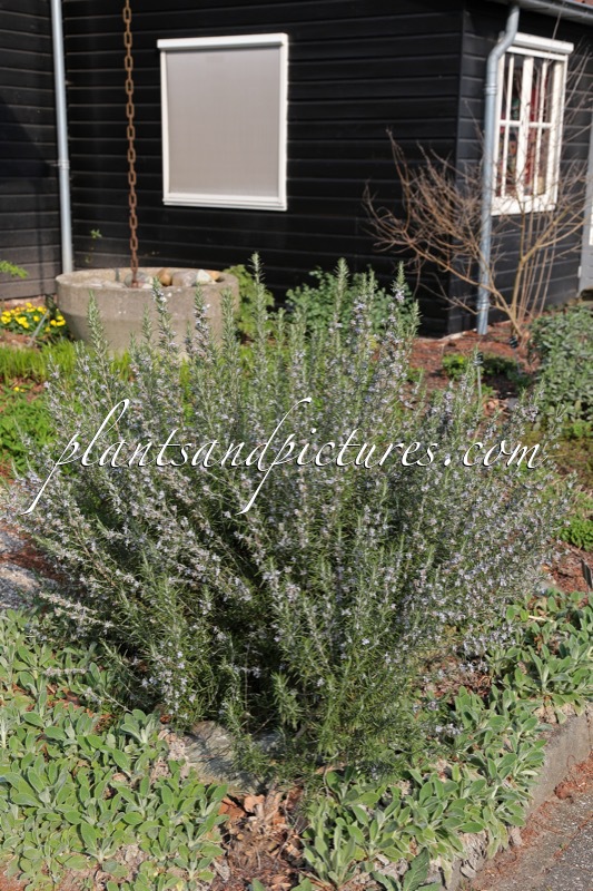 Rosmarinus officinalis