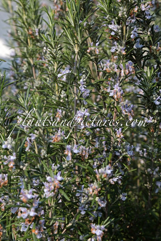 Rosmarinus officinalis