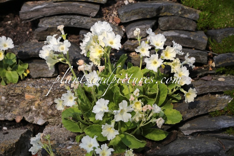 Primula marginata ‘Alba’