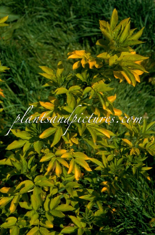 Sambucus nigra ‘El Dorado’