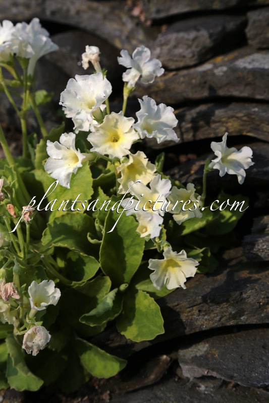 Primula marginata ‘Alba’