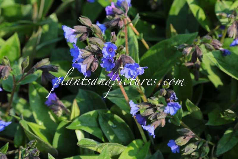 Pulmonaria ‘Blue Ensign’
