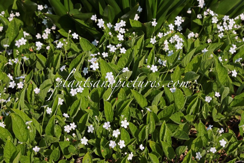 Omphalodes verna