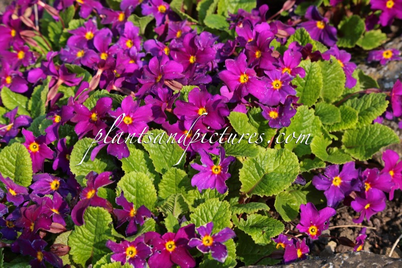 Primula ‘Perle von Bottrop’