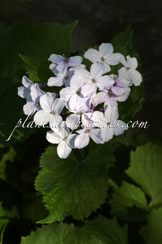 Lunaria rediviva