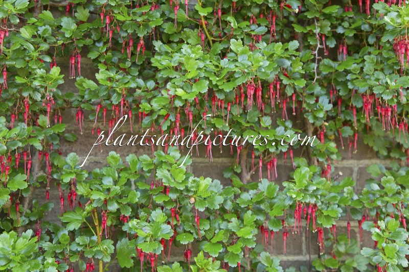 Ribes speciosum