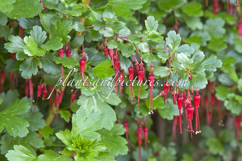 Ribes speciosum